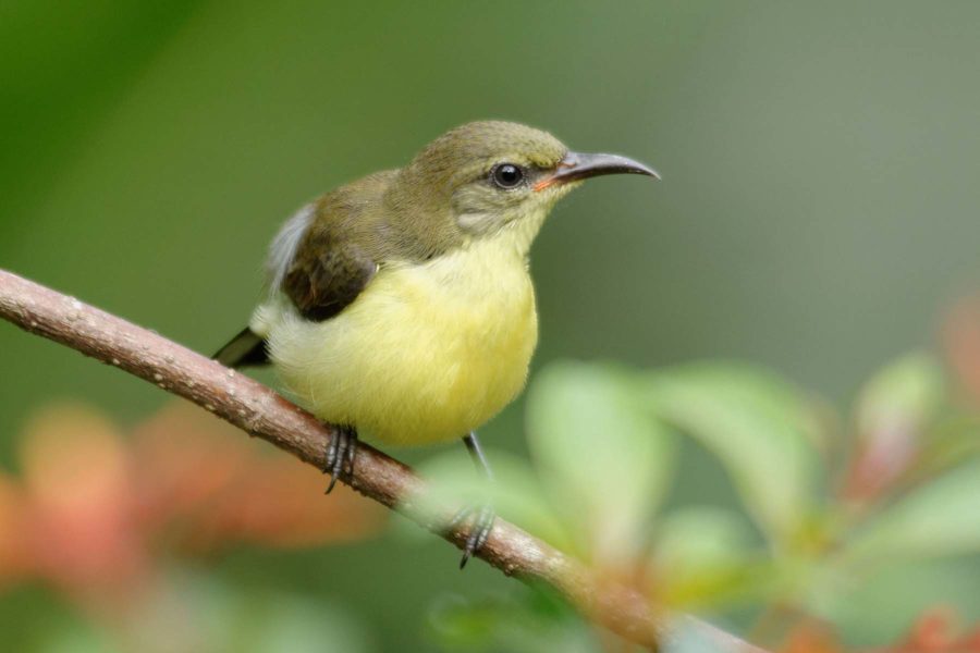 Juvenile Purple Rumped Sunbird